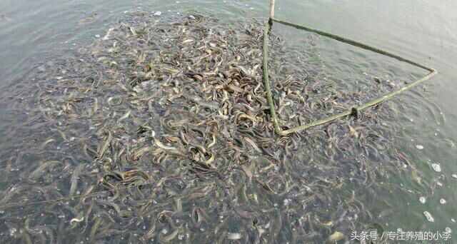 泥鳅能够用网箱养殖吗,台湾泥鳅养殖网箱多少钱