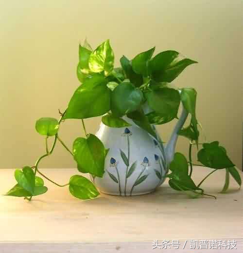 办公室桌上摆放水养植物好不好,办公室有人吸烟合适养什么植物