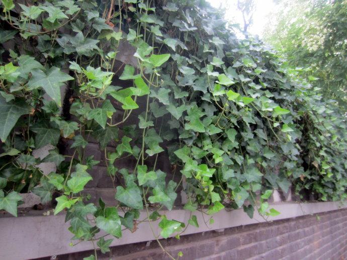 常春藤能够栽在假山上吗,心形常春藤盆栽