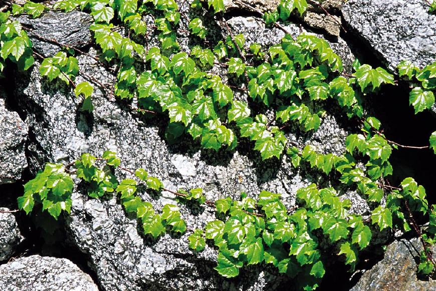 常春藤能够栽在假山上吗,心形常春藤盆栽