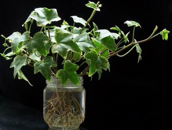 常春藤能够栽在假山上吗,心形常春藤盆栽