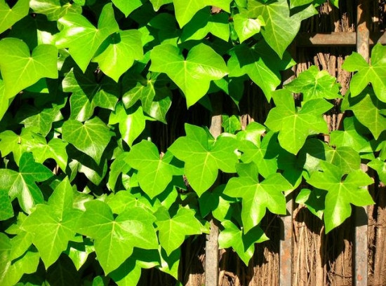 常春藤能够栽在假山上吗,心形常春藤盆栽