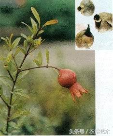 袖珍中草药彩色图谱,茎块中草药图谱大全