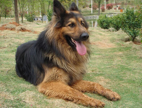 德国牧羊犬拉稀怎么办、德国牧羊犬反复拉肚子怎么办