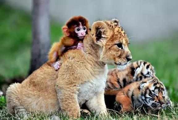 生肖婚配禁忌有哪些属相,二生相婚配中的属相禁忌口诀