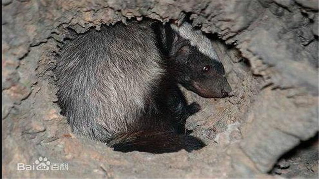 蜜獾平头哥日记,平头哥蜜獾越狱动画