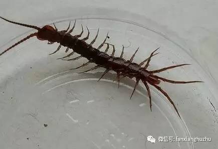 药用动物养殖品种大全,养殖高价值品种动物