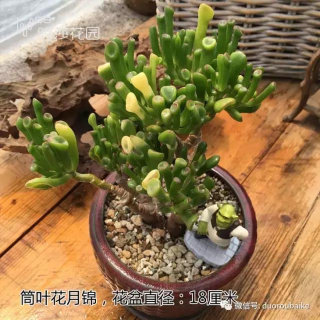 认不出的多肉植物名字大全,多肉植物100个名字