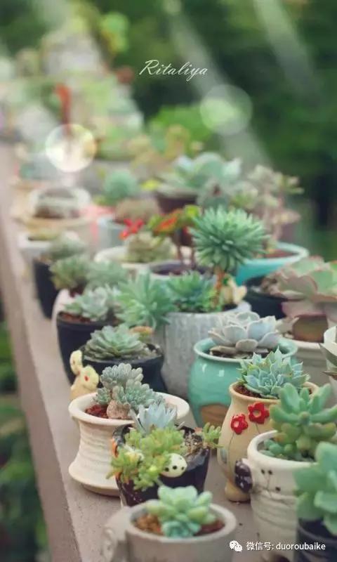 认不出的多肉植物名字大全,多肉植物100个名字