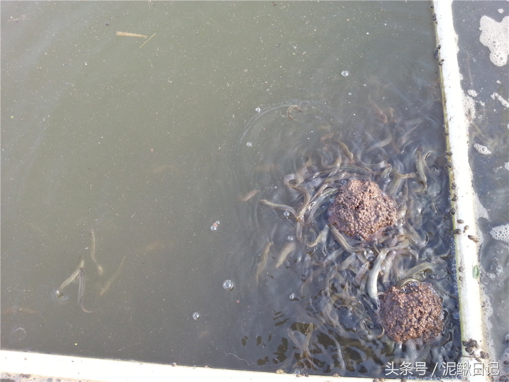 泥鳅苗什么时候投放,泥鳅苗养殖过程中需要投放什么药