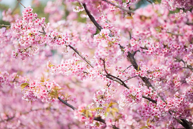 魔都赏樱打卡地,不止星