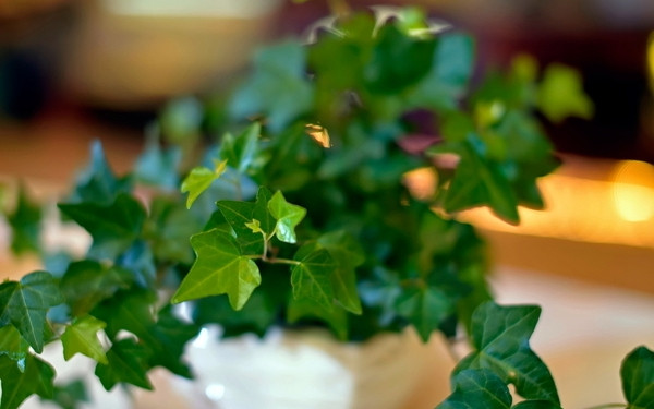 常春藤能够栽在假山上吗,心形常春藤盆栽