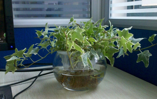 常春藤能够栽在假山上吗,心形常春藤盆栽