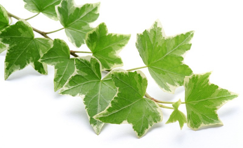 常春藤能够栽在假山上吗,心形常春藤盆栽