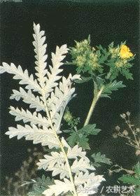 袖珍中草药彩色图谱,茎块中草药图谱大全