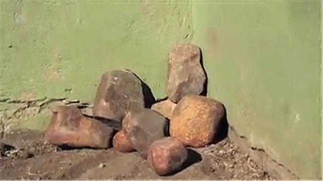 蜜獾平头哥日记,平头哥蜜獾越狱动画