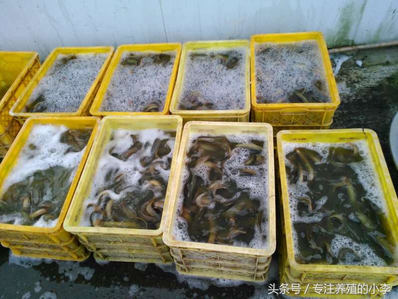 泥鳅能够用网箱养殖吗,台湾泥鳅养殖网箱多少钱