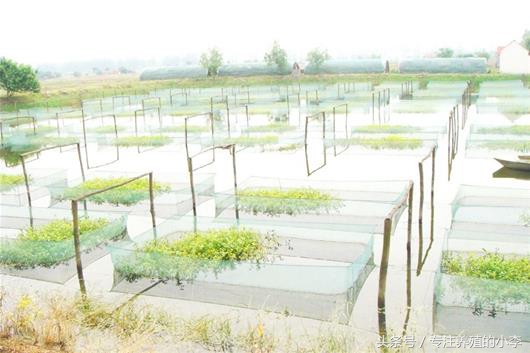 泥鳅能够用网箱养殖吗,台湾泥鳅养殖网箱多少钱