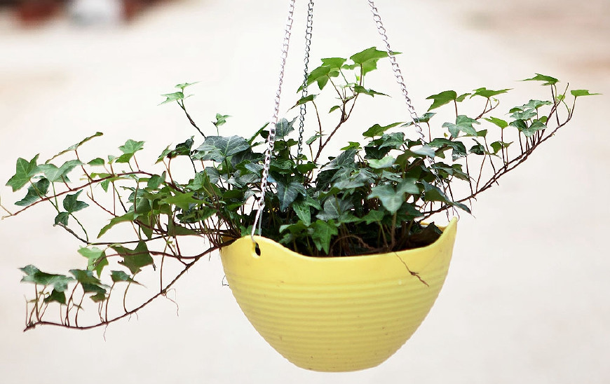 常春藤能够栽在假山上吗,心形常春藤盆栽