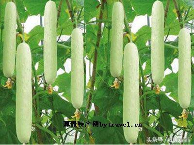 山东最香的瓜,口感软糯又甜的瓜