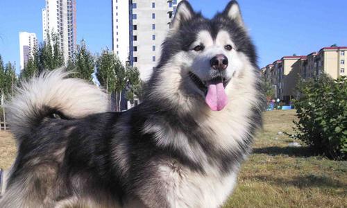 阿拉斯加和阿拉斯加雪橇犬,阿拉斯加犬掉毛怎么回事