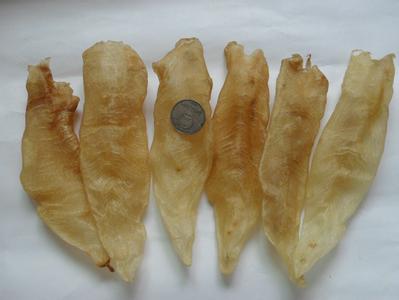 哪些鱼鳔能够制成鱼胶,加工鱼鳔