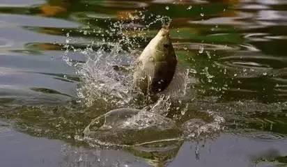 新手钓鱼人必学全套绑线方法,最完全的绑钓线方法
