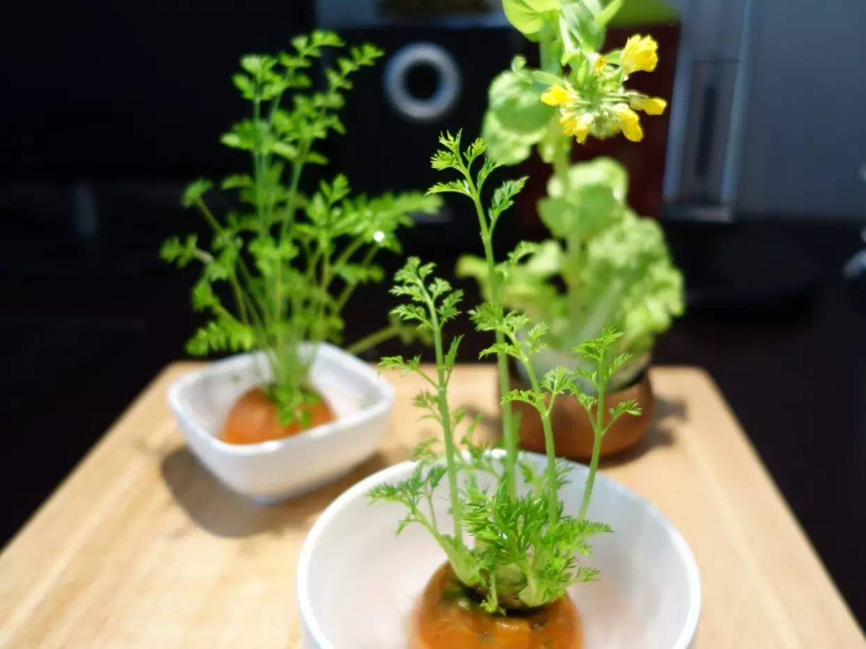 新手小白合适养殖小型盆栽的植物,各种盆栽植物的种植方法