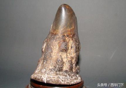 真假犀角,犀角真假简易鉴定方法