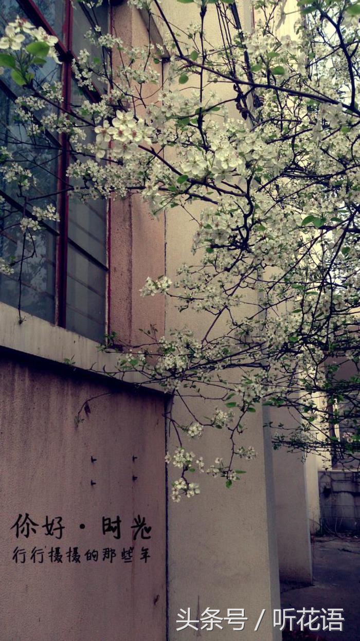 春天除了赏花还有什么景点,油菜花樱花去哪看