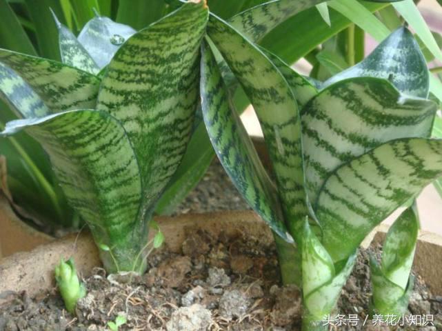 负离子空气净化器能够去除甲醛吗,绿植除甲醛神器空气净化器