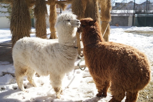 冬日的浪漫游山玩水泡温泉,又能够看雪又能够泡温泉的地方