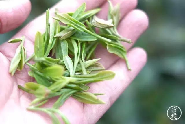 喝茶养生成为年轻人的时尚生活,喝茶成为时尚