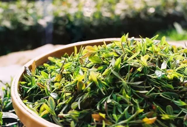 喝茶养生成为年轻人的时尚生活,喝茶成为时尚