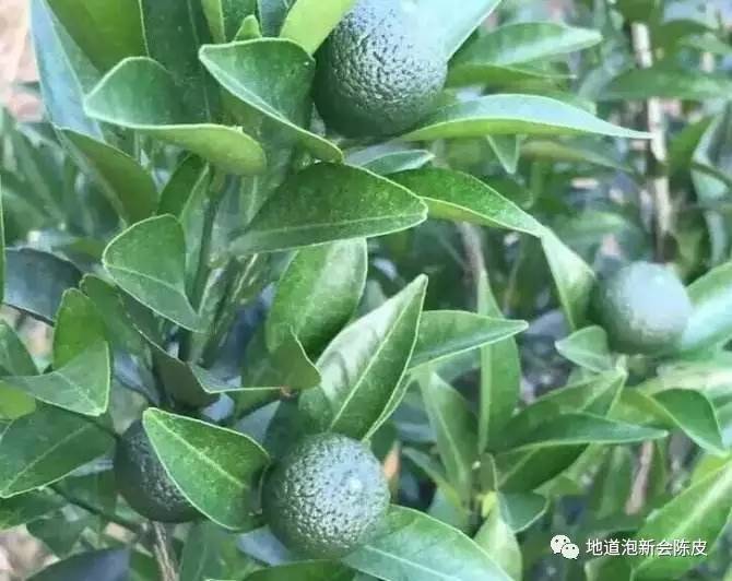 新会柑胎和广西柑胎的外形区别,新会柑胎介绍