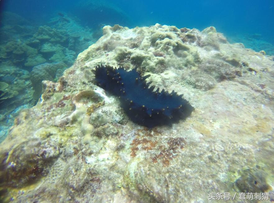孕妇吃的感冒食品,孕妇生病合适吃什么食物