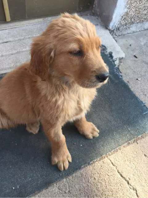 小孩该怎么对待金毛 (一岁多的金毛怎么教养他)