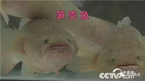 一年纯利润十几万的鱼,一个大棚养出的鱼销售额接近百万