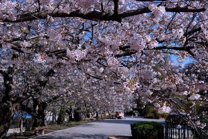 20件花开单品，做最美赏花人