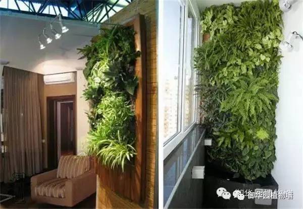 植物墙居家,特色植物墙