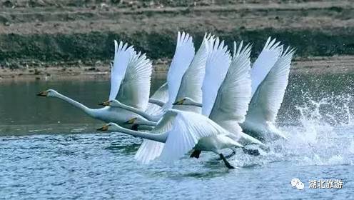 荆州古城历史文化旅,领略荆州文化