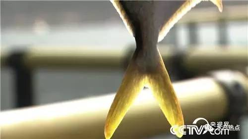 养鱼赚钱的真实案例,如何靠养鱼赚钱