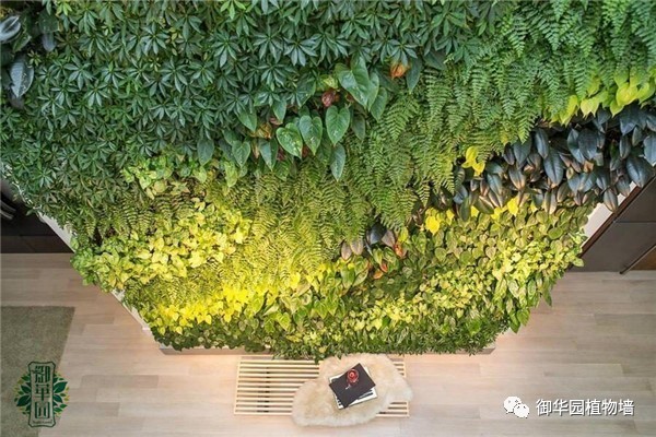 植物墙居家,特色植物墙