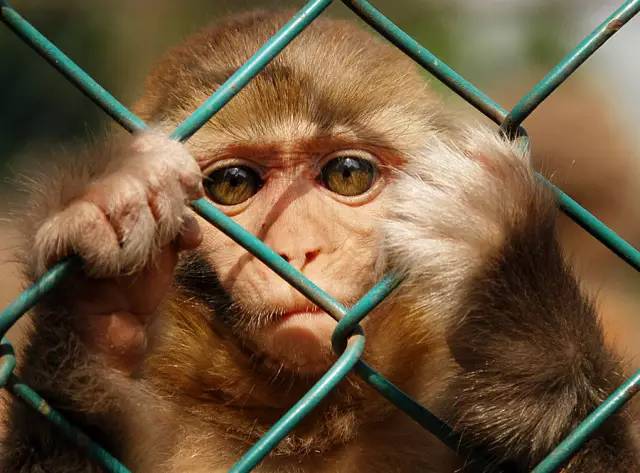 被老鼠咬伤要不要打狂犬疫苗,被宠物兔子咬了需要打狂犬疫苗吗