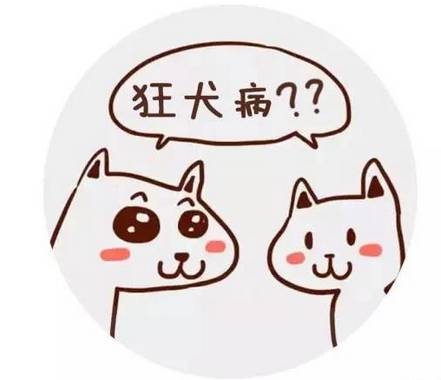 被老鼠咬伤要不要打狂犬疫苗,被宠物兔子咬了需要打狂犬疫苗吗