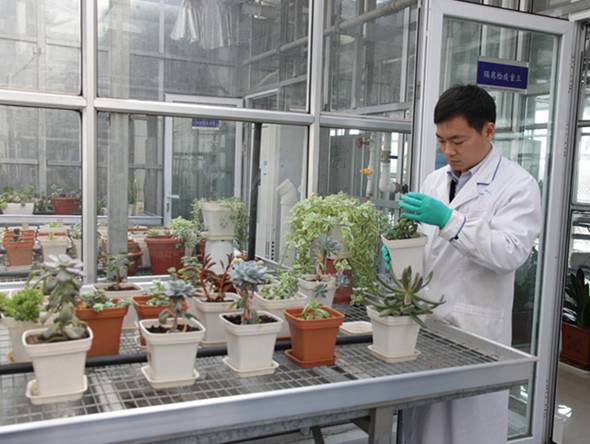 多肉植物土壤选购技巧图片,新手如何挑选多肉植物