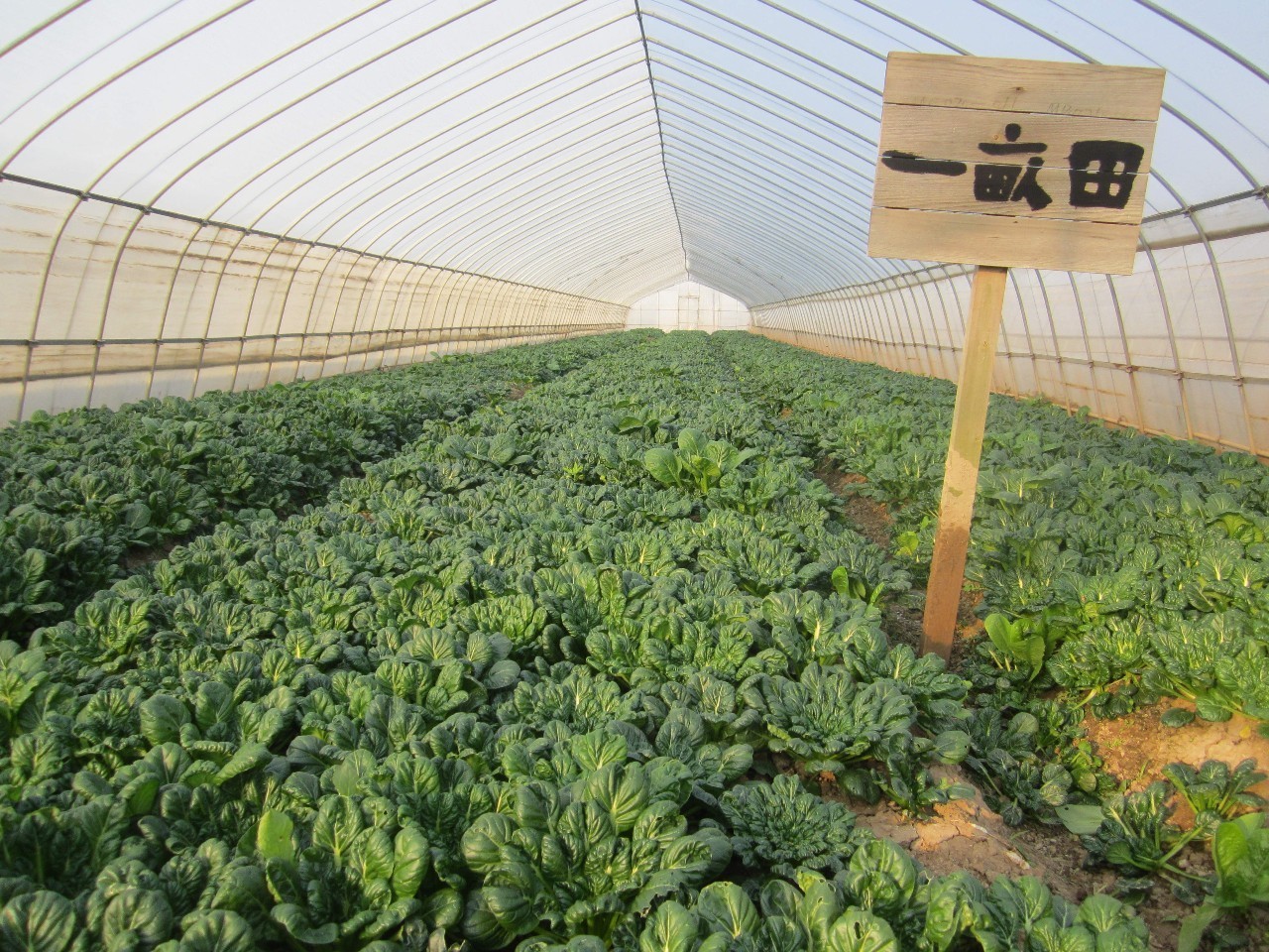 前方高能！魔都首家生态火锅店，在日照房里吃出今年流行色~