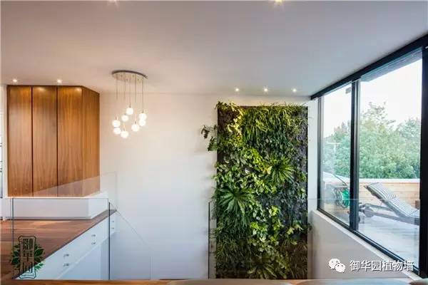 植物墙居家,特色植物墙