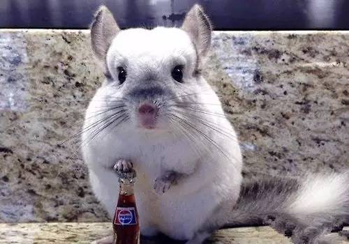 龙猫便秘需要隔离吗,宠物龙猫饲养注意事项视频教程