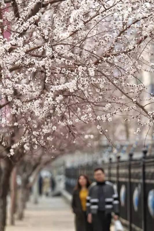 桃花季｜今天的沈阳，桃花开了，春风十里，挑一天走起……